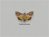 藏品(夜蛾273)的圖片